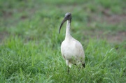 african_sacred_ibis (1)